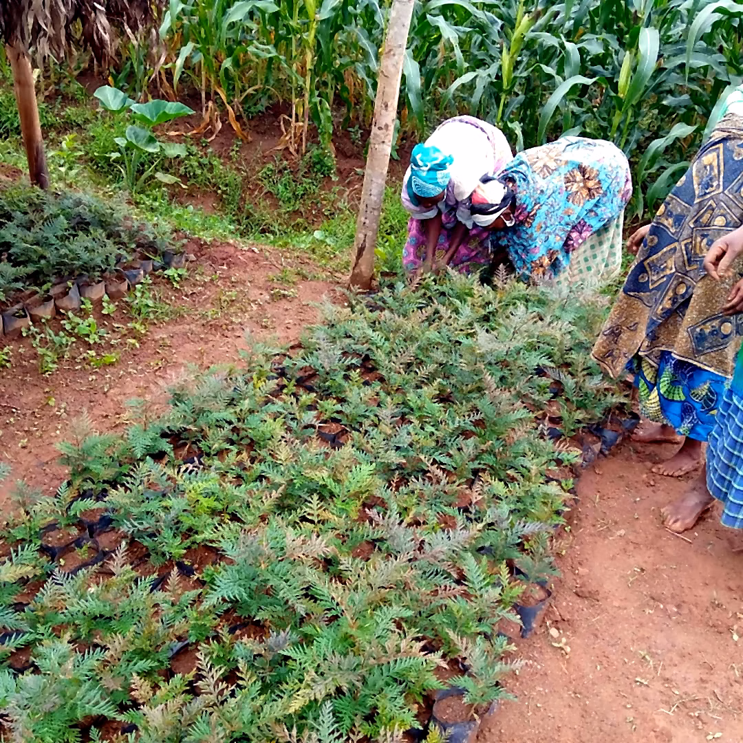 Farmers taking Grevillea seedlings for planting